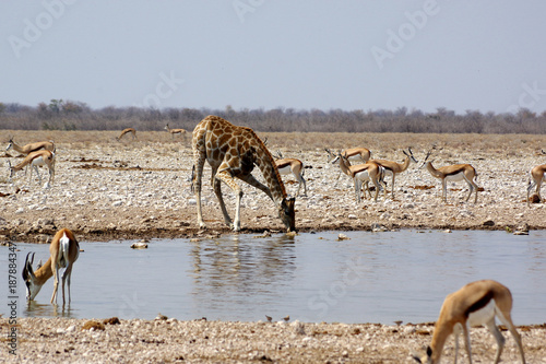Girafon entrain de boire dans le parc national d'Etosha en Namibie