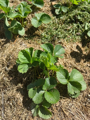 Strawberries grow under mulch in a bed in the garden.