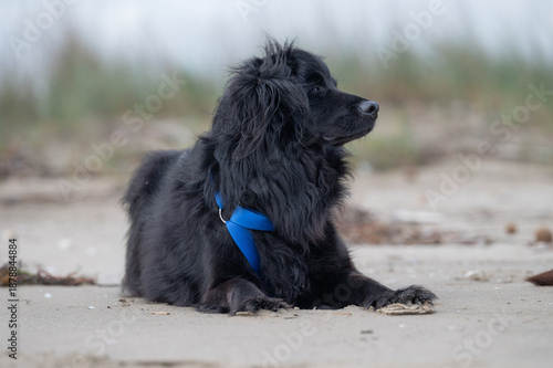 Entspannter schwarzhaariger Hund am Strand