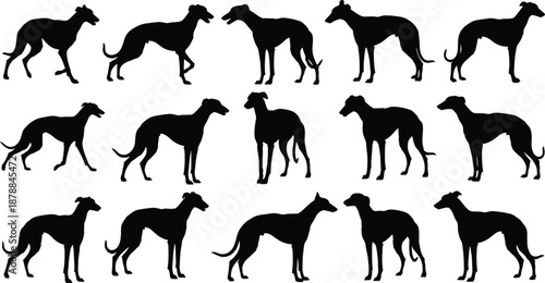 Large collection of black greyhound silhouettes featuring various standing walking and alert poses for canine breed shows pet care hunting and professional dog racing design