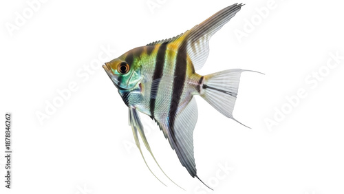 Isolated angelfish against simple background, colorful striped freshwater aquarium pet specimen