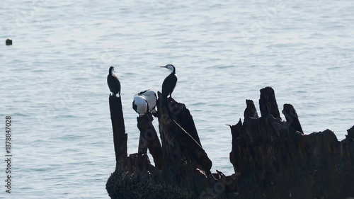 Australian Pied Cormorants Perch on Rusted Shipwreck