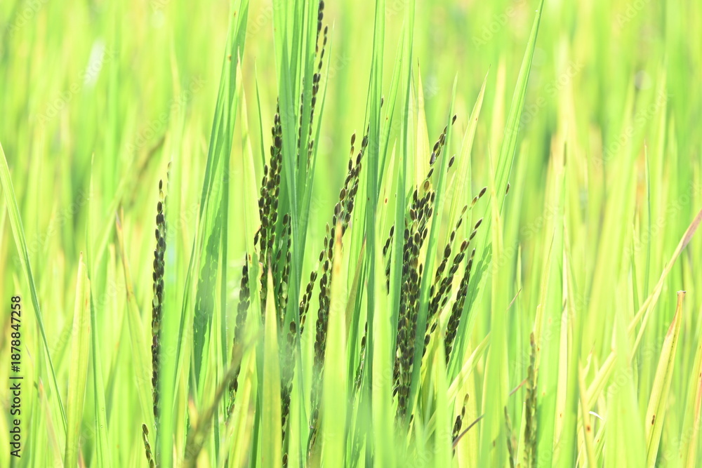 Naklejka premium Black rice panicles in the field. Its common name is&nbsp;purple rice and &nbsp;forbidden rice. It is a type of&nbsp;rice&nbsp;of the species&nbsp;Oryza sativa. Black paddy rice head or panicle maturing in a lush green field