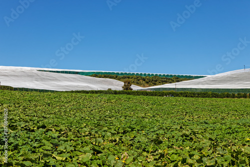 Large fields covered by shade netting for protection against insects and a field of and green pumpkins near Patensie in the Eastern Cape, South Africa