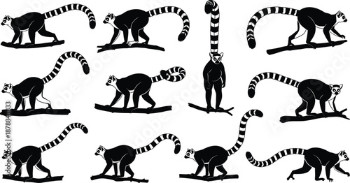 Large collection of black silhouettes featuring various ring-tailed lemurs in walking standing and climbing poses for African wildlife conservation nature and exotic animal education projects