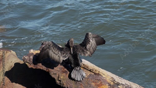 Great Cormorant Airs its Wings After a Swim
