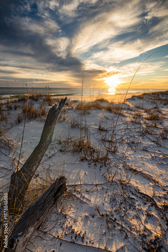 Two Tree Stumps on the Beach Leaning Towards the Sun