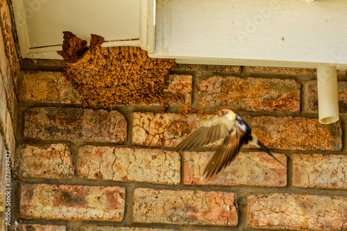 Greater Striped Swallow building a nest from mud in the Little Karoo, Western Cape, South Africa