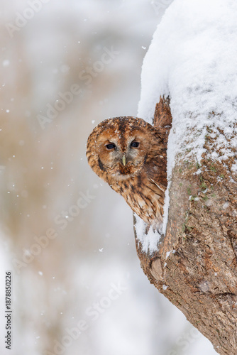 The tawny owl or brown owl (Strix aluco) in a hollow tree in the snow. Gelderland in the Netherlands.    