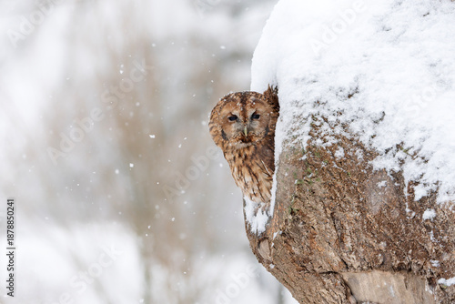 Tableau sur toile The tawny owl or brown owl (Strix aluco) in a hollow tree in the snow