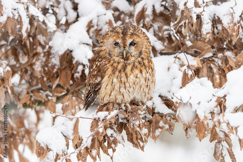 Fotografie The tawny owl or brown owl (Strix aluco) on a branch in winter scene with snow
