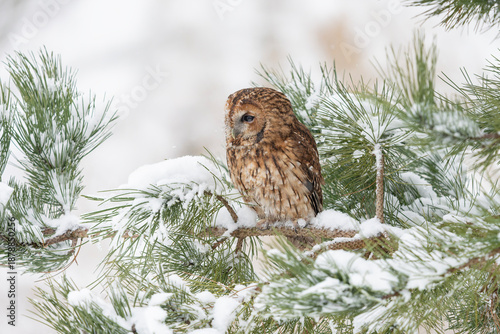 The tawny owl or brown owl (Strix aluco) on a branch in winter scene with snow. Snowy storm in nature.  Gelderland in the Netherlands.       