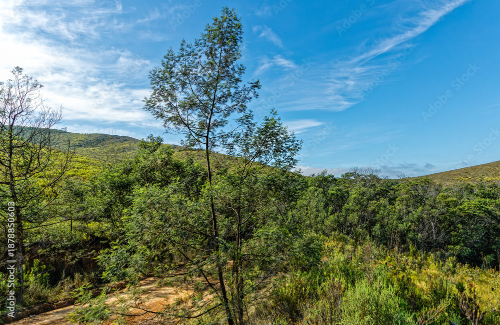 Obraz premium Young invasive tree (Black Wattle) in hilly region in the Elandsberg Mountains near Patensie in the Eastern Cape, South Africa
