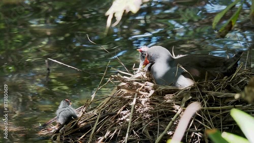 Dusky Moorhen in Nest with Babies, Calm Pond