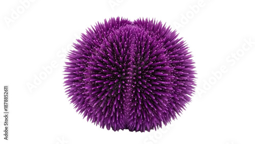 Εκτύπωση καμβά Isolated purple spiky sphere shape on a plain surface, spiny ball, round, no sha