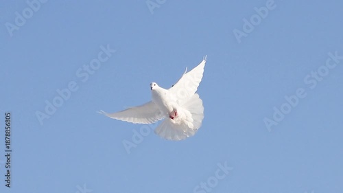 White dove flying in the blue sky with spread wings. Symbol of peace, freedom, and purity