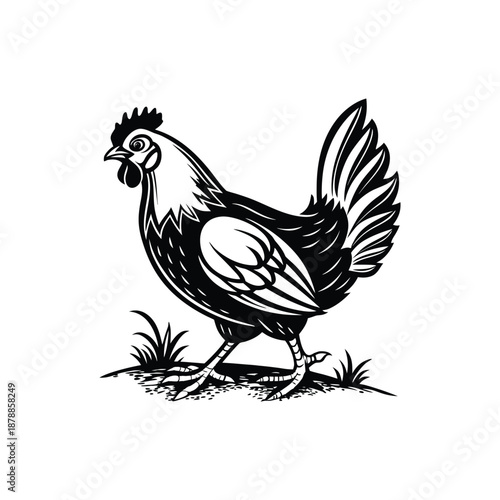 Farm Chicken Vector Drawing in Black and White