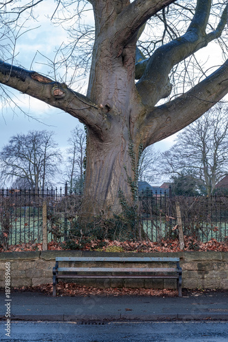 Bench under old tree