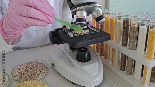 Examining seeds under a microscope in a laboratory setting to study their properties and characteristics