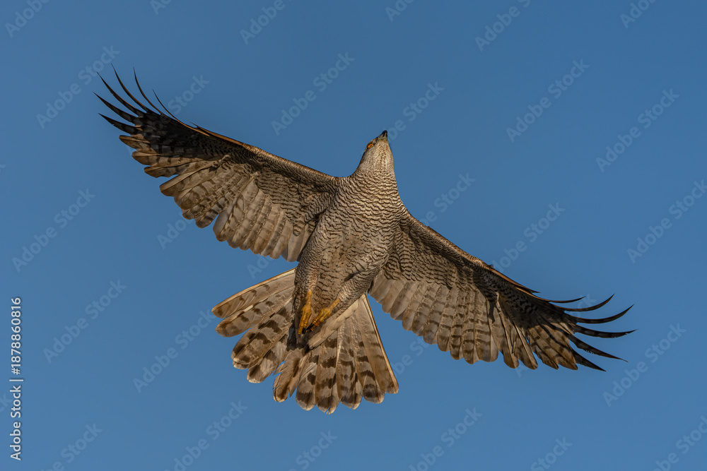 Fototapeta premium Northern Goshawk (Accipiter gentilis) in flight. Gelderland in the Netherlands. Blue sky background. 