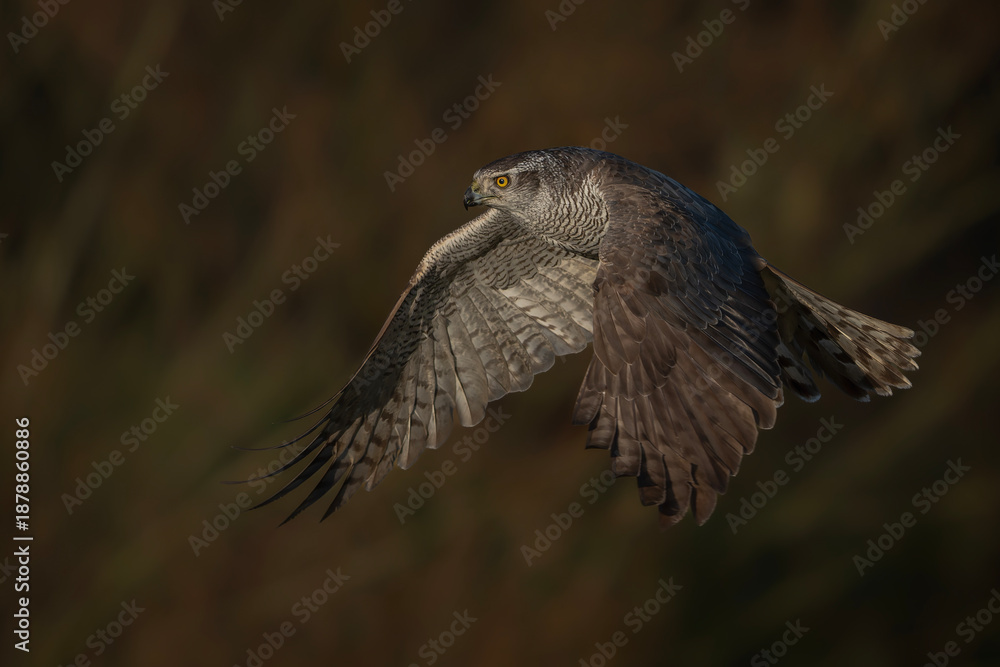 Fototapeta premium Northern Goshawk (Accipiter gentilis) in flight. Gelderland in the Netherlands. 