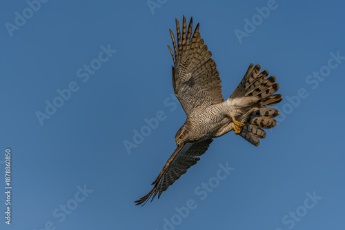 Northern Goshawk (Accipiter gentilis) in flight. Gelderland in the Netherlands. Blue sky background.          