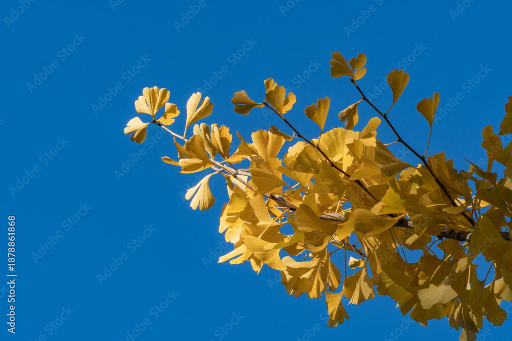 Φωτογραφία Golden yellow Ginkgo tree (Ginkgo biloba), ginko maidenhair tree leaves stand out vividly against clear, bright blue sky, creating striking autumn contrast
