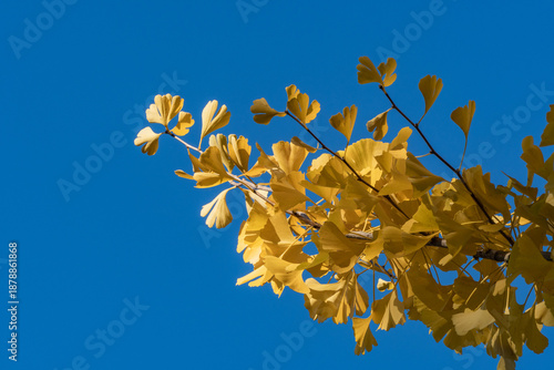 Golden yellow Ginkgo tree (Ginkgo biloba), ginko maidenhair tree leaves stand out vividly against clear, bright blue sky, creating striking autumn contrast. Nature concept for design