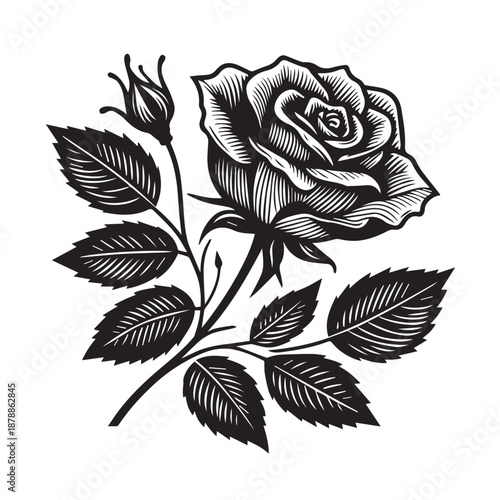 Beautiful rose branch with bud and leaves engraved style vector illustration floral design