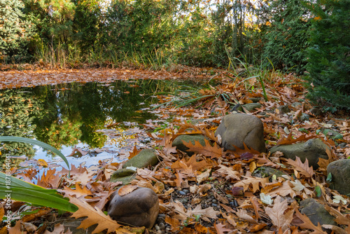 Tranquil autumn pond surrounded by dense greenery reflects trees, while brown fallen leaves and moss-covered rocks line water’s edge. Nature concept for design