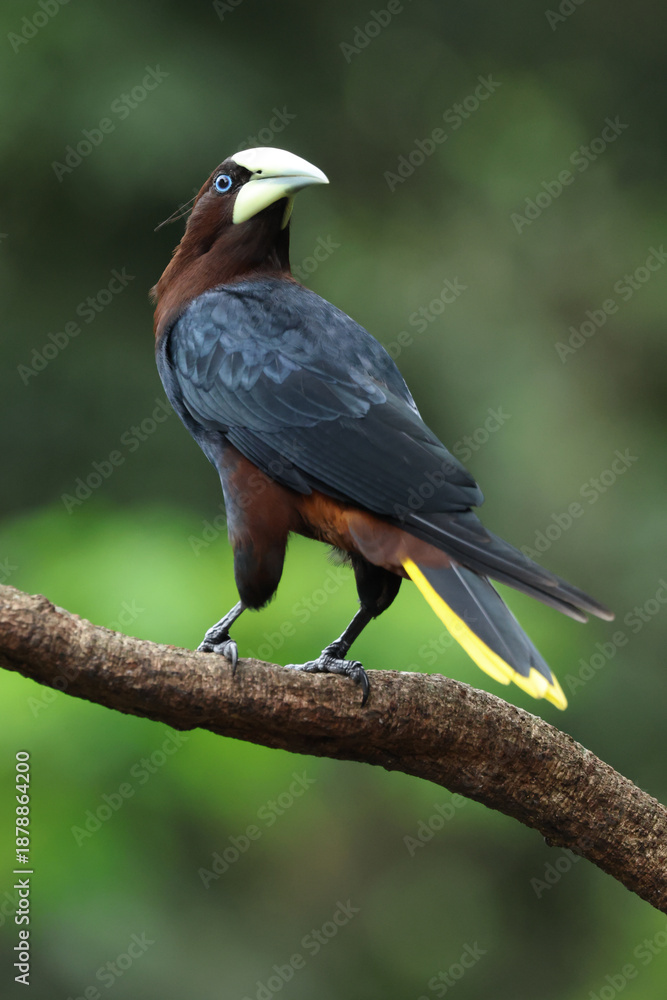 Obraz premium Chestnut-Headed Oropendola perched on branch