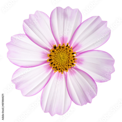  Flower aesthetic object isolated on white background.