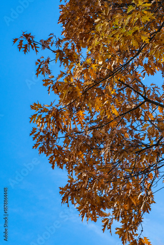 Vibrant orange and brown autumn leaves red oak dangle from branches against clear, bright blue sky, creating striking seasonal contrast. Nature concept for design