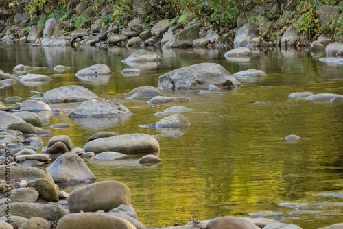 Shallow, rocky bed of fast-flowing mountain river reflects golden autumn trees, smooth stones are scattered along water's edge, and surface is disturbed by gentle ripples.