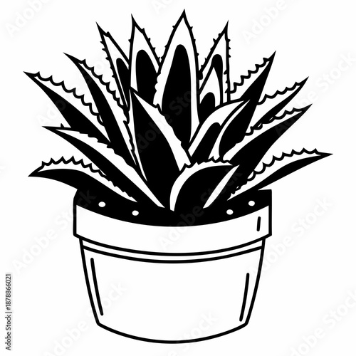 Black and white potted succulent