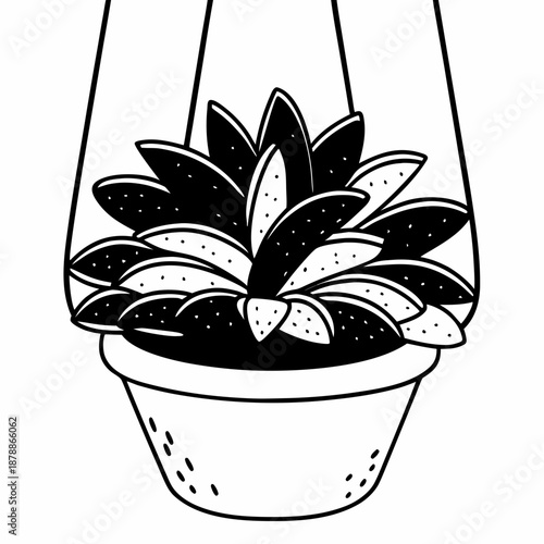 Hanging succulent plant