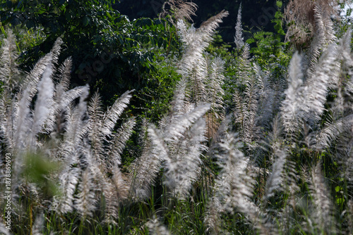 snow covered pine needles