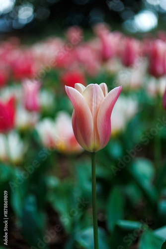 Close-up of colorful tulips