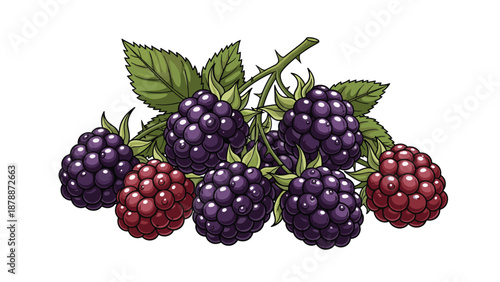 An illustration of a cluster of ripe blackberries and some red raspberries, with green leaves and a thorny stem, against a white background.