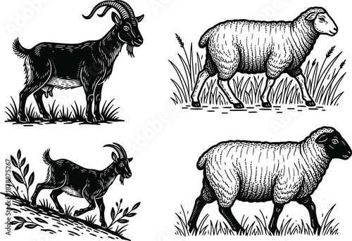 Goat and sheep silhouettes vector, engraved style, vintage farm animals, black icons, livestock illustration, rural clipart, agriculture design, barnyard elements