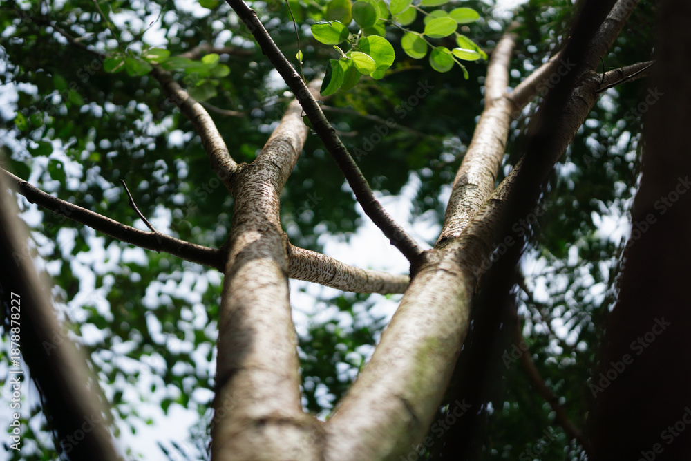 Fototapeta premium Low Angle View of Tree Branches and Trunk in Green Forest