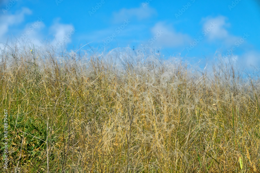 Fototapeta premium Feather-grass true steppe. Northern Black Sea region. The most common is (Stipa lessingiana or Stipa brauneri). Crimea, Kerch Peninsula