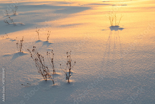 Golden snow and frost on a gray background at sunset in winter