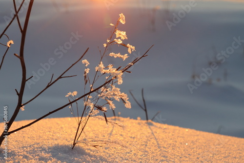 Golden snow and frost on a gray background at sunset in winter