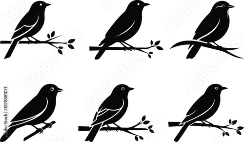set of birds on a branch