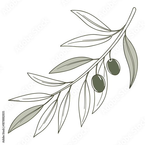 Olive branch illustration