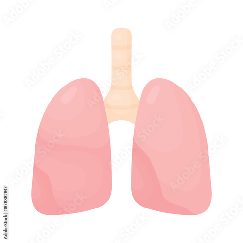Human lungs vector illustration. Isolated lungs icon with simple shapes and flat design for healthcare, education, infographic, web, app and medical concept use.