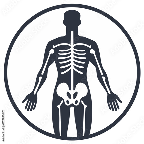 Human anatomy illustration with skeleton and circle