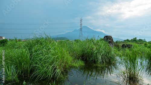 фотографія A tropical low-lying swamp, backwater with grassy vegetation