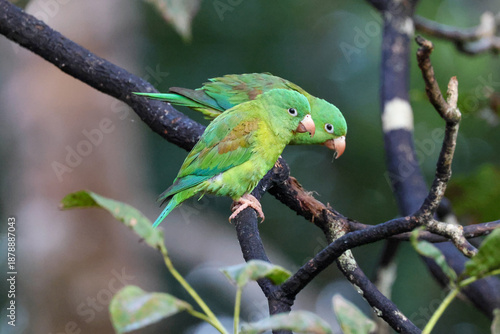 A pair of orange-chinned parakeets or Tovi parakeets perched on a branch